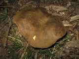 Boletinellus merulioides image