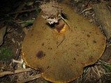 Boletinellus merulioides image