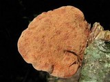 Hapalopilus nidulans image