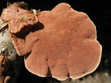 Hapalopilus rutilans image