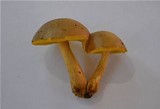 Boletus innixus image