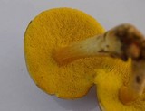 Boletus innixus image