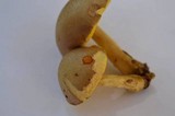 Boletus innixus image