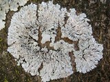 Physcia clementei image