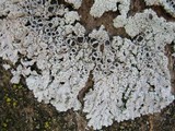 Physcia clementei image