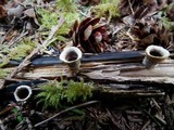 Cyathus olla image