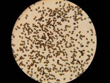 Panaeolus olivaceus image