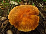 Cortinarius distans image
