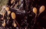 Mitrula lunulatospora image