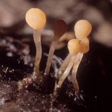 Mitrula lunulatospora image