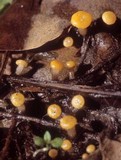 Vibrissea foliorum image