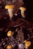Vibrissea foliorum image