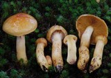 Cortinarius ignotus image