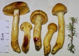 Cortinarius ignotus image