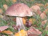 Leccinum cyaneobasileucum image
