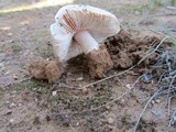 Amanita roseolamellata image