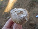 Amanita roseolamellata image