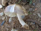 Amanita roseolamellata image