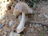 Amanita roseolamellata image