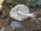 Amanita roseolamellata image