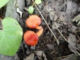 Hygrocybe miniata image