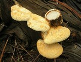 Tyromyces leucospongia image