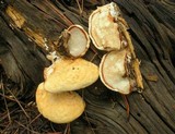 Tyromyces leucospongia image