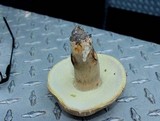 Boletus variipes image