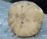 Boletus variipes image