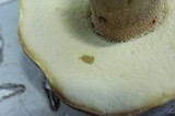 Boletus variipes image