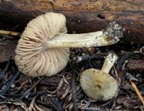 Nolanea verna var. isodiametrica image
