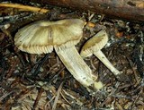 Nolanea verna var. isodiametrica image