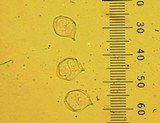 Nolanea verna var. isodiametrica image