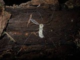 Eryniopsis caroliniana image