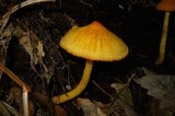 Humidicutis marginata image