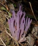 Clavaria zollingeri image