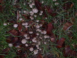 Mycena leptocephala image