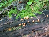 Lycogala epidendrum image
