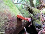Royoporus badius image