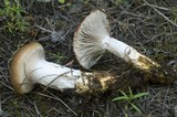 Gomphidius glutinosus image