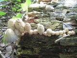 Coprinopsis variegata image