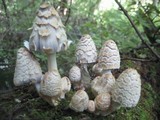 Coprinopsis variegata image