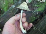 Coprinopsis variegata image