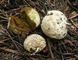Lycoperdon subcretaceum image