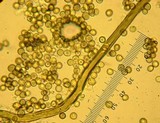 Lycoperdon subcretaceum image