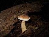 Tylopilus felleus image