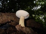 Tylopilus felleus image