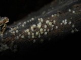 Helicogloea compressa image