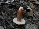 Xanthoconium affine image