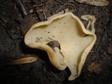 Peziza vesiculosa image